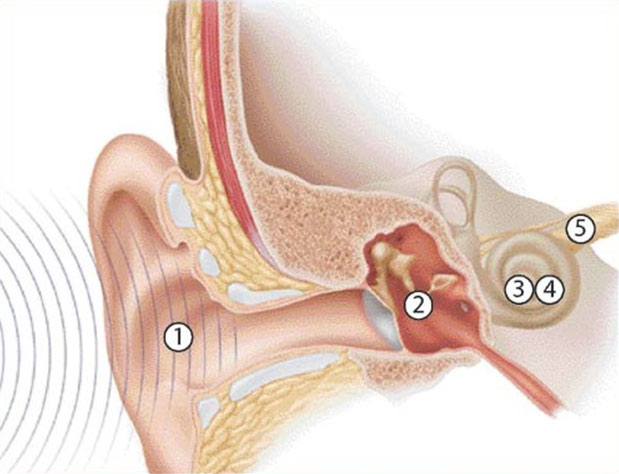 Ear Canal Diagram